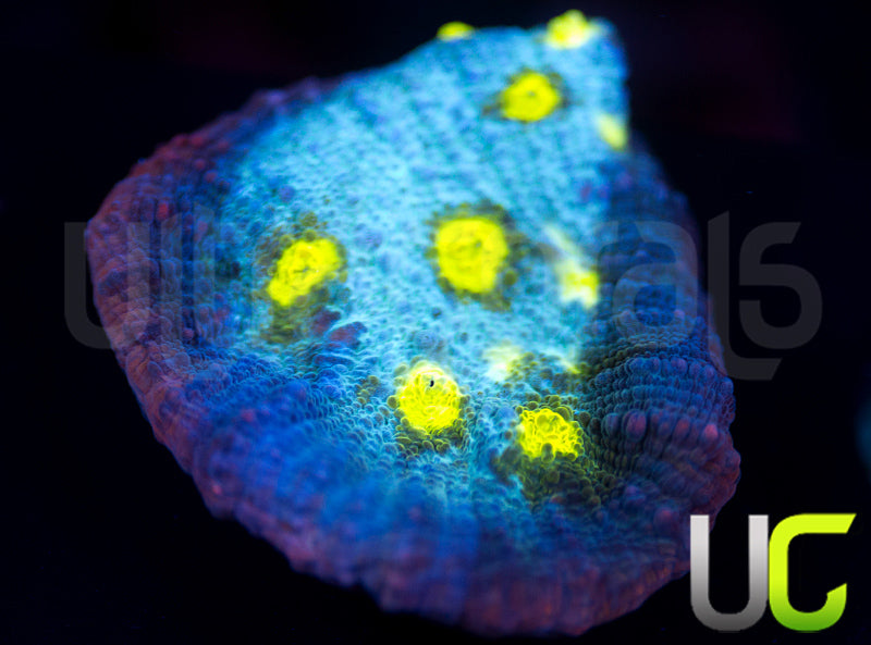 UC Lava Rim Chalice