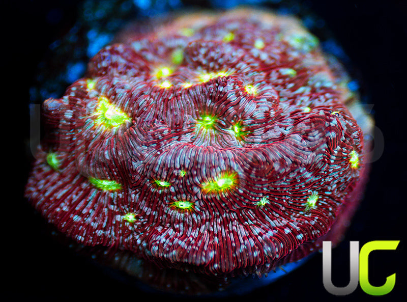 UC Red Devil Lepto