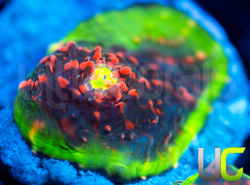 Ultra Watermelon Chalice