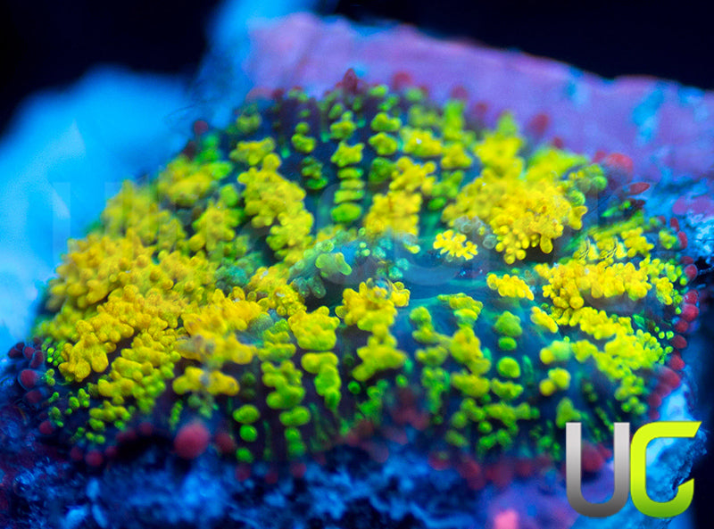 Gonzos Golden Dragon Mushroom