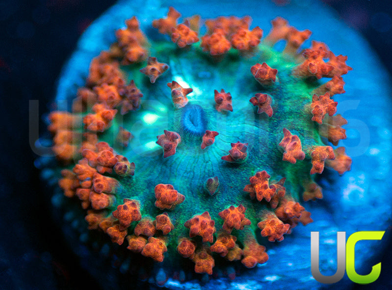UC Emerald Fire St Thomas Mushroom