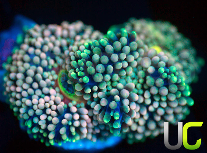 UC Pastel Pink Florida Ricordea