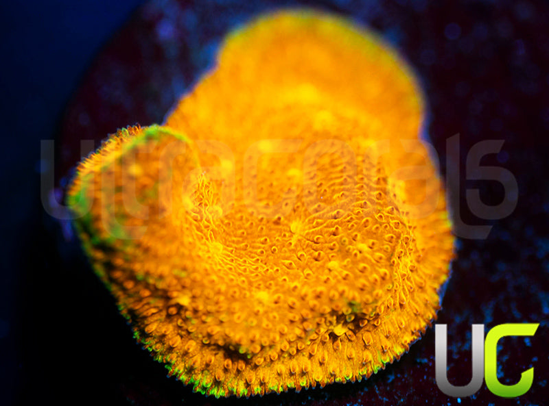 Yellow Yutz Psammocora