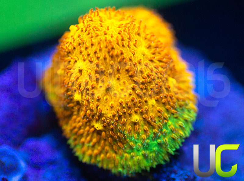 Yellow Yutz Psammocora