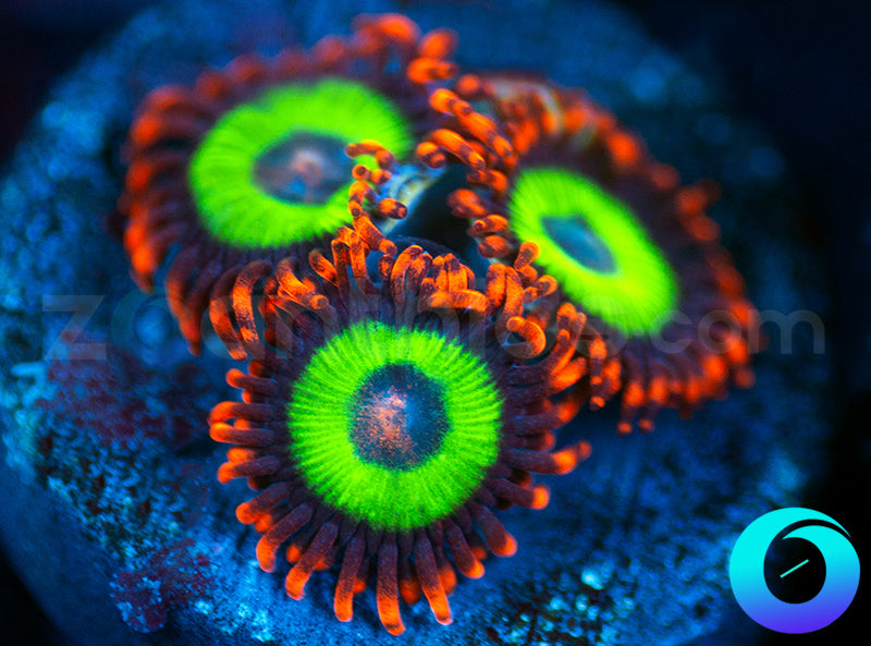 Emeralds on Fire