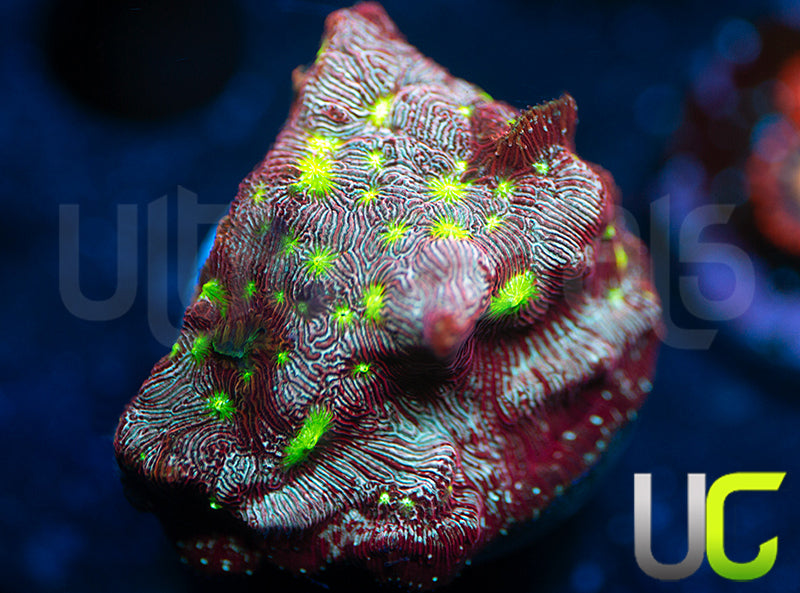 UC Red Devil Lepto
