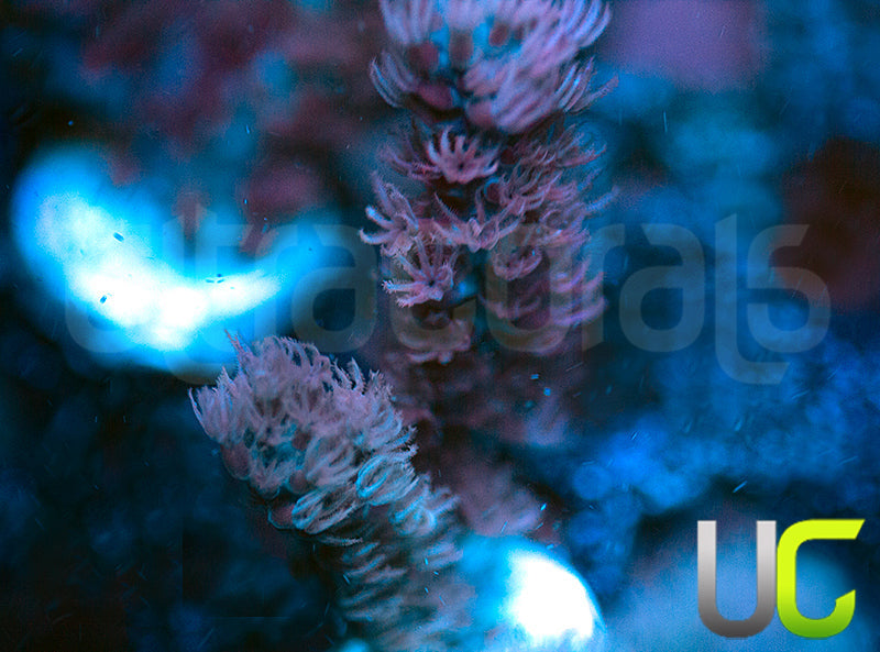 Split Pore Gorgonia