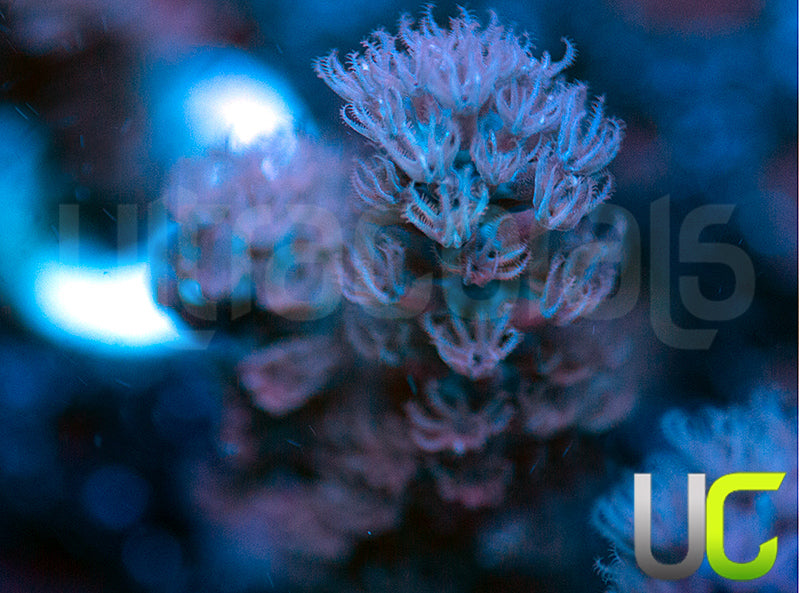 Split Pore Gorgonia