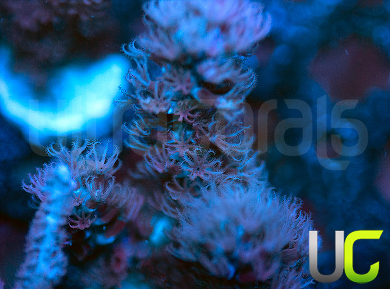 Split Pore Gorgonia