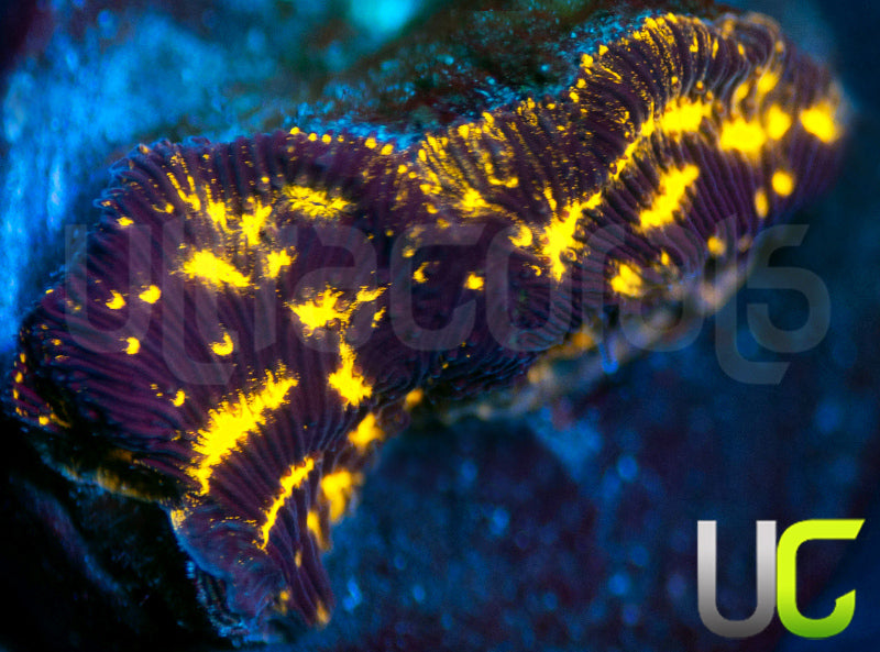 UC Blinding Lights Lepto