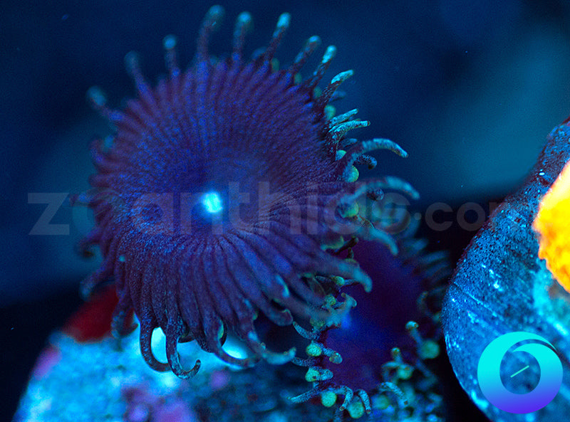 Electric Blue Proto
