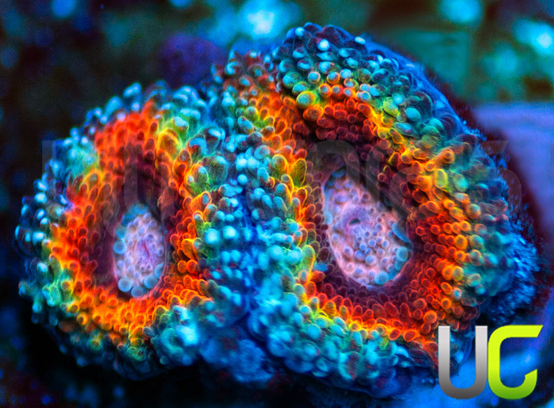 UC Jello Shot Micro Amakusensis