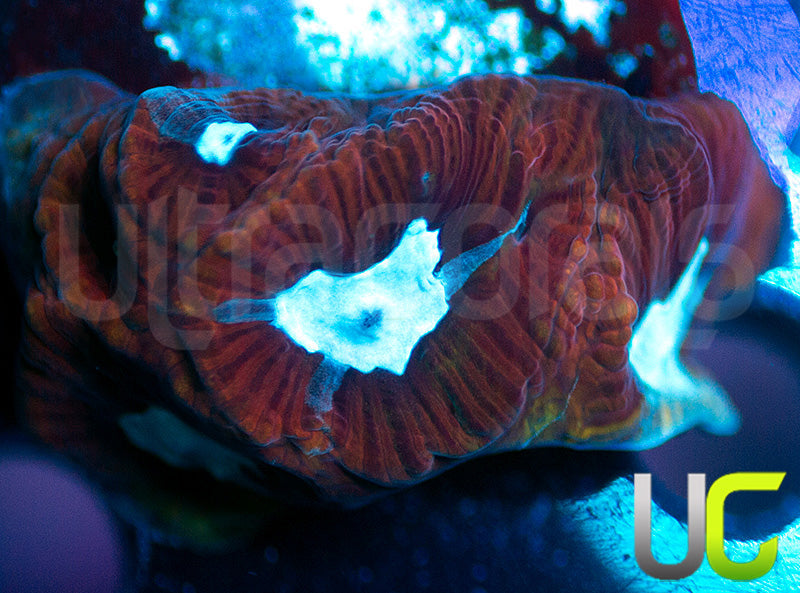 UC GOT Ice King Platy