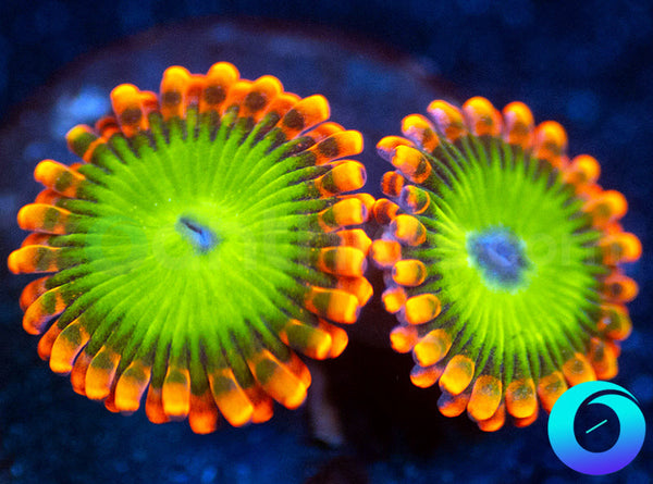 Electric Oompa Loompa Zoanthids main image 0