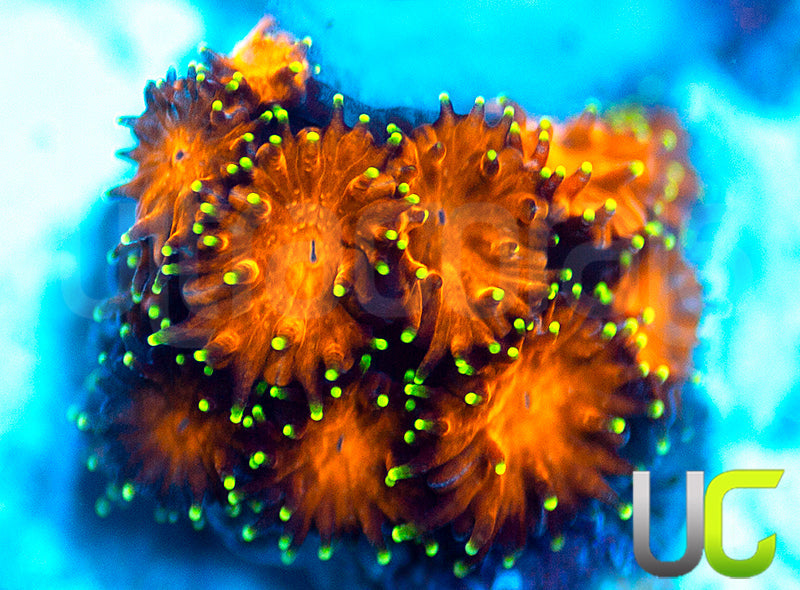UC Lightning Tip Leptastrea