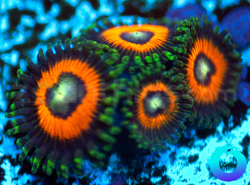 Atomic Orange