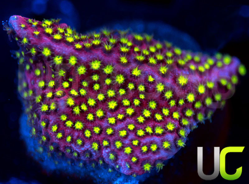 UC Raspberry Pie Stylo