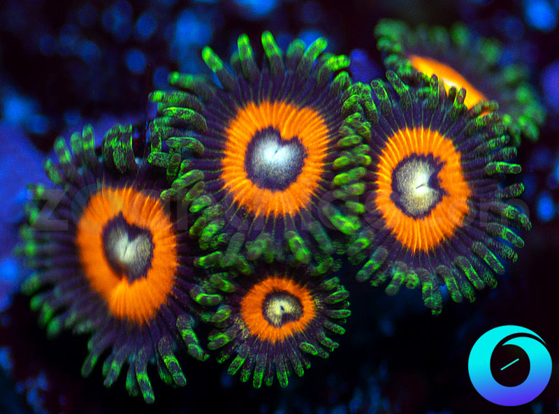 Atomic Orange