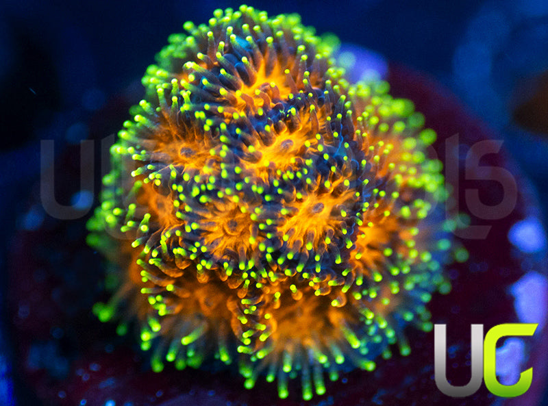 UC Lightning Tip Leptastrea