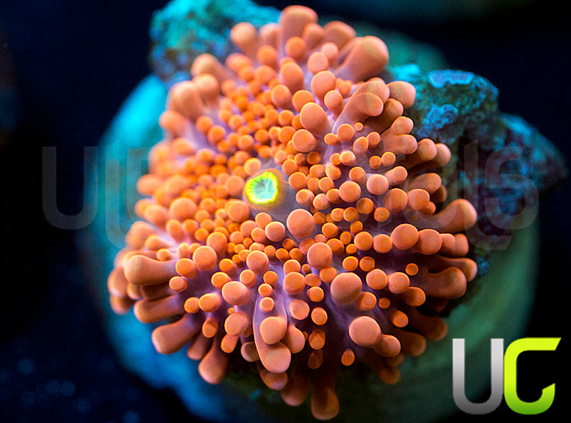 UC Mango Passion Yuma - not WYSIWYG