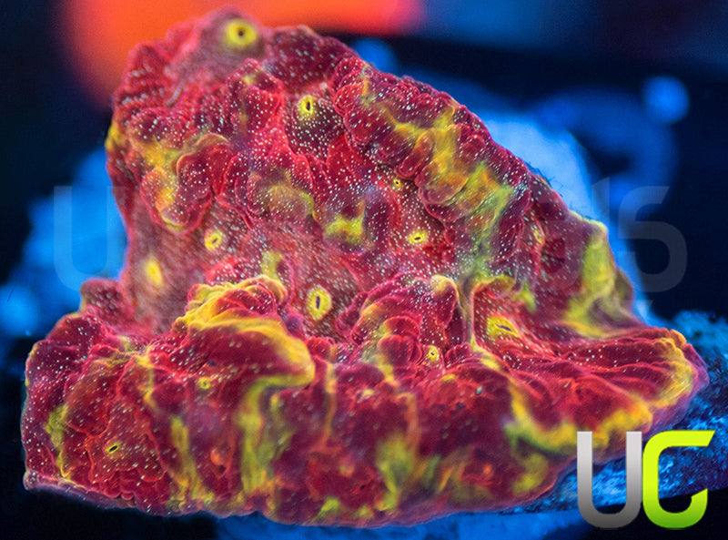 UC Sour Power Favites