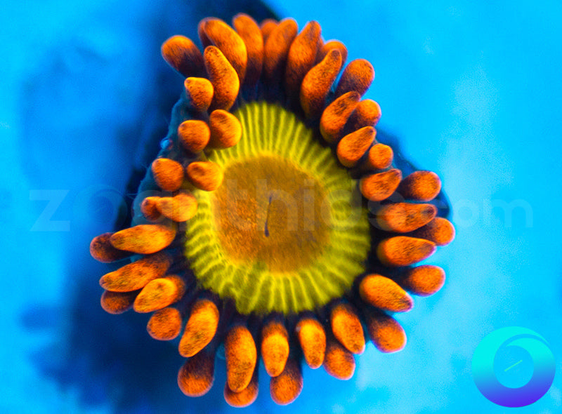 Mandarin Orange
