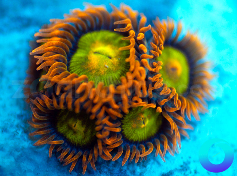 Mandarin Oranges