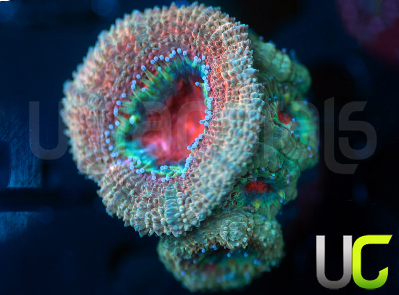 UC Tainted Love Micro Lord
