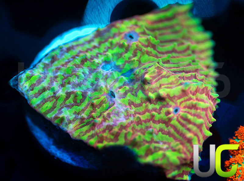 UC Crazy Convict Chalice