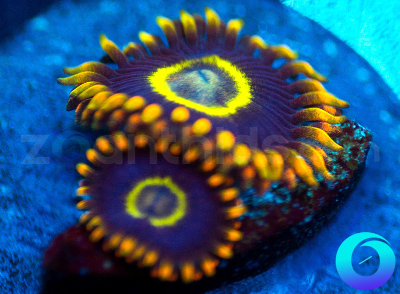 Rainbow Hornets