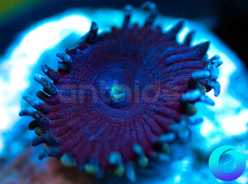 Electric Blue Proto