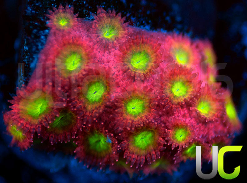 UC Sweet Tart Madracis