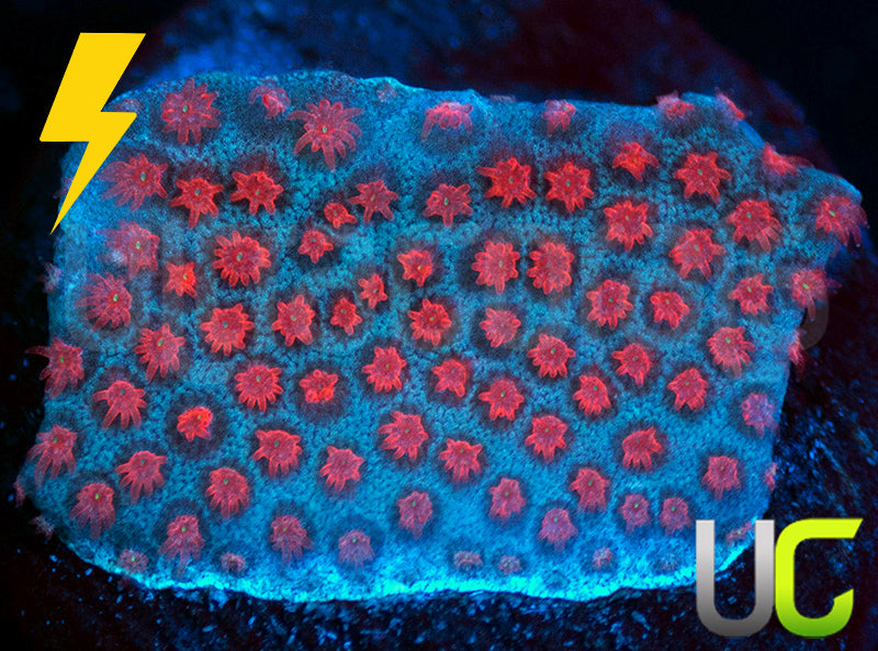 ECC Superman Porites