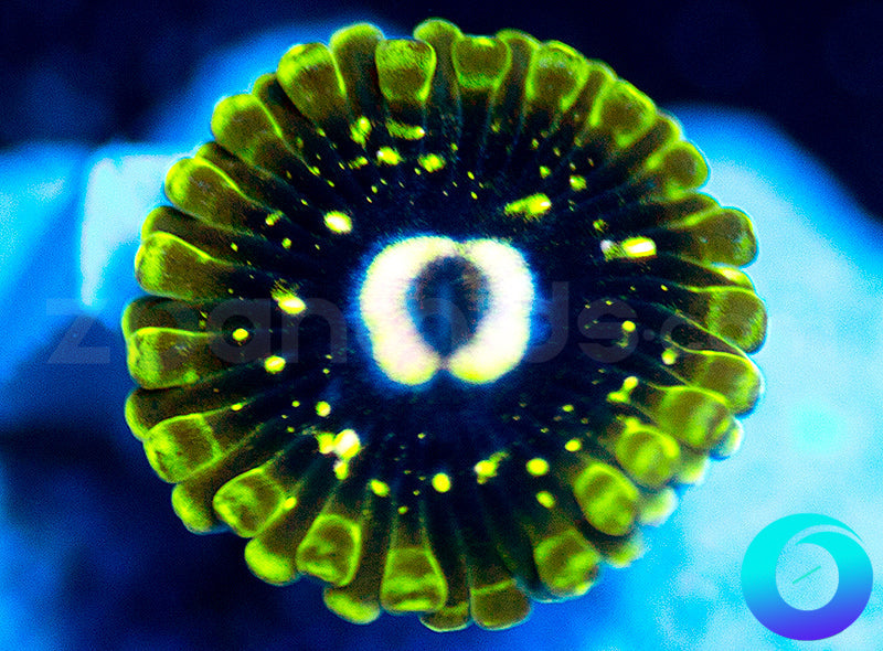Exosphere