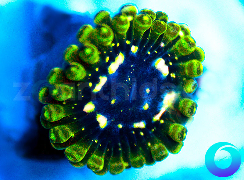 Exosphere