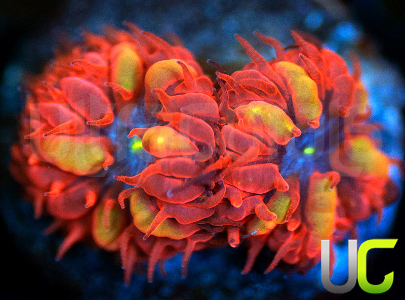UC Blue Raven Blastos