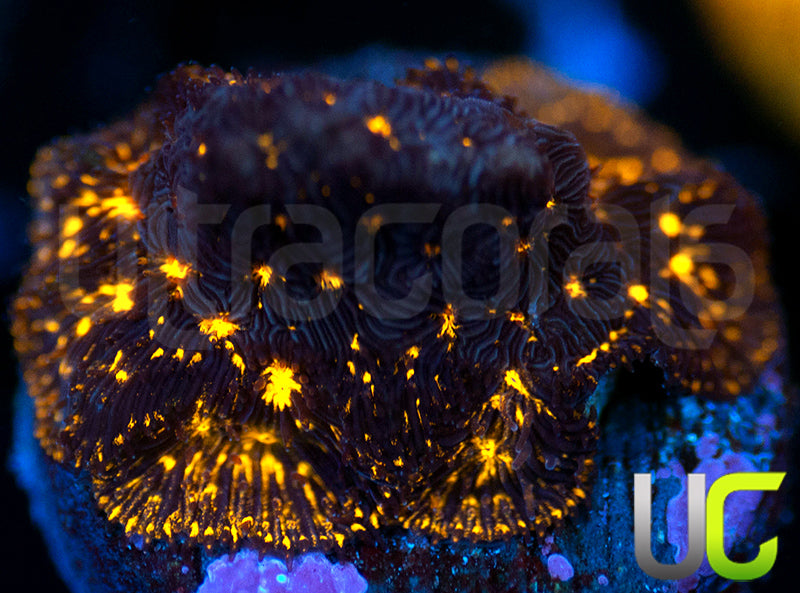 UC Blinding Lights Lepto