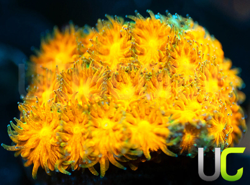 UC Excalibur Leptastrea