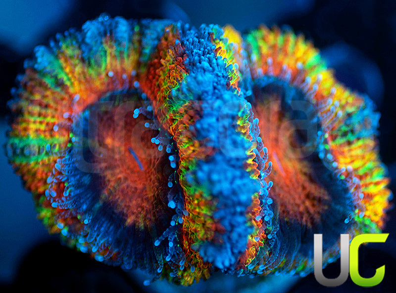 UC Flower Power Micro Lord