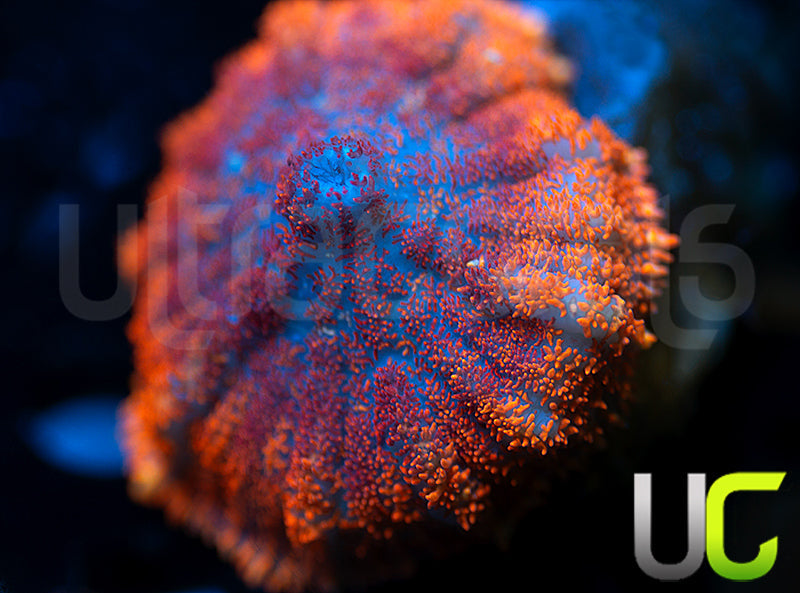 UC Hells Spells Mushroom