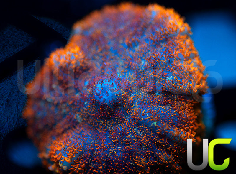 UC Hells Spells Mushroom