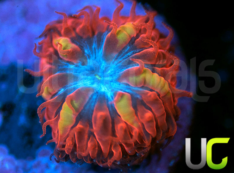 UC Blue Raven Blasto