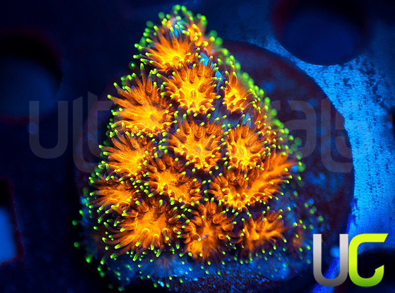 UC Lightning Tip Leptastrea
