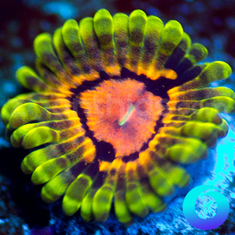 Train Wreck Zoanthids