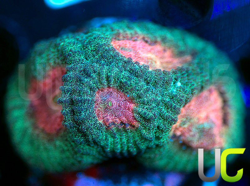 UC Ponderosa Peach Favia