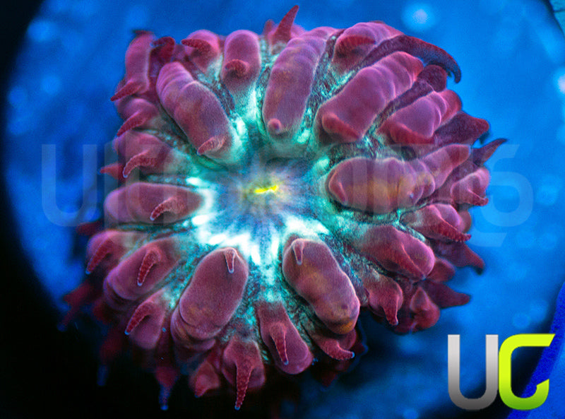 UC Azure Sky Blasto