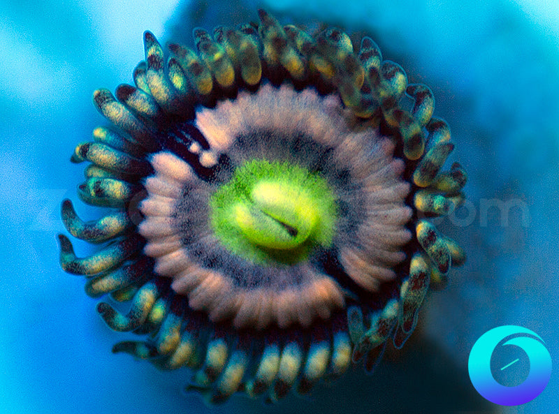 Blue Armageddon