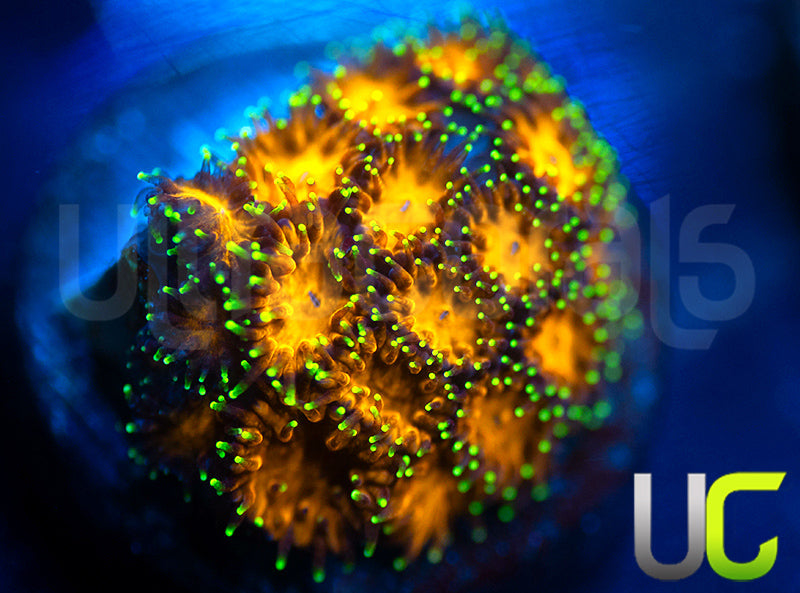UC Lightning Tip Leptastrea