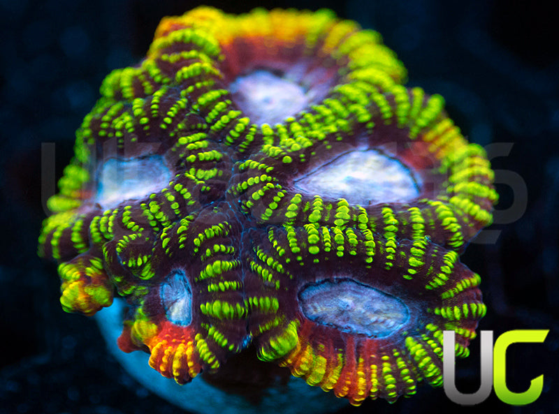 UC Double Rainbow Favia