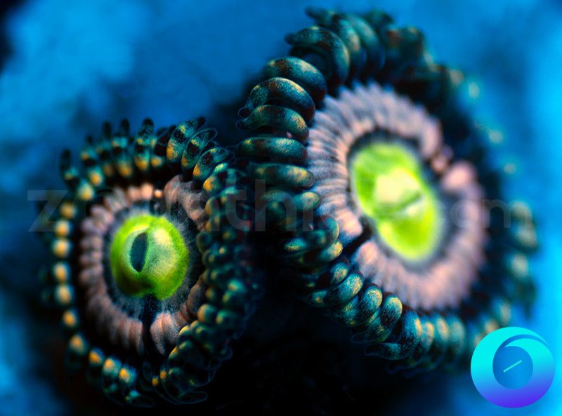 Blue Armageddon